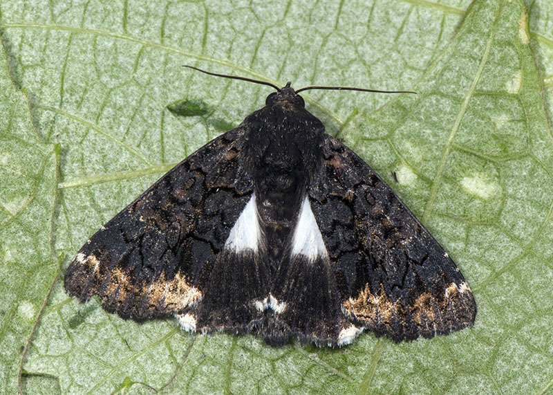 Catephia alchymista, Erebidae